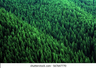 Forest of pine trees in wilderness mountains rugged