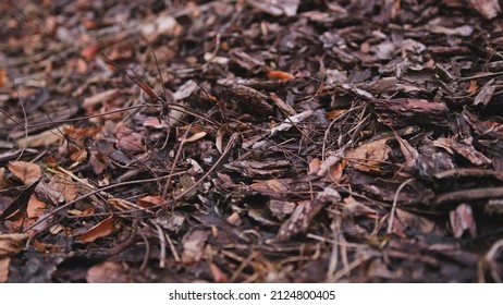 Forest Plant Litter Foliage Dry Pine Needles And Tree Bark