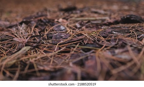 Forest Plant Litter Foliage Dry Pine Needles And Tree Bark