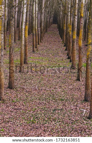 Forest planted for industry exploatation. Stock photo © 