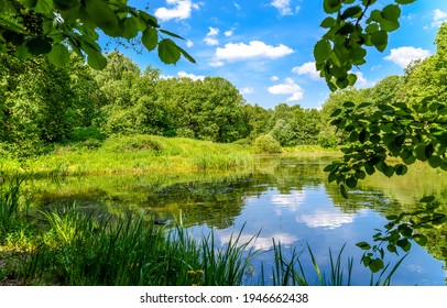 Forest pond in summer nature