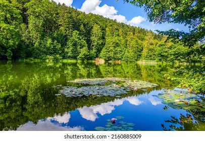 Forest pond with water lilies in summer. Summertime forest pond with water lilies. Waterlilies in summer pond. Greenery summer forest pond landscape