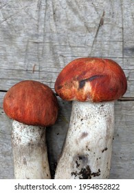 Forest porcini mushrooms on wood background