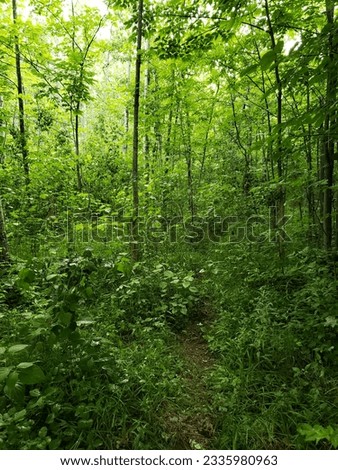 Forest in Porcupine Mountains Wilderness State Park. Northern Michigan.