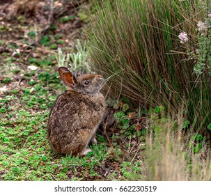 Forest Rabbit Eats Grass Tapeti Cotopaxi Foto de stock 662230519 ...