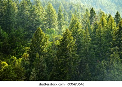 Forest Rain Storm with Drops Falling and Lush Trees - Powered by Shutterstock