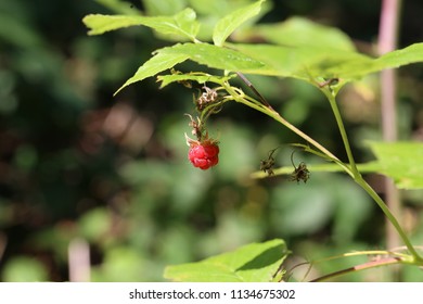 Forest raspberry / Berry hangs on a bush
