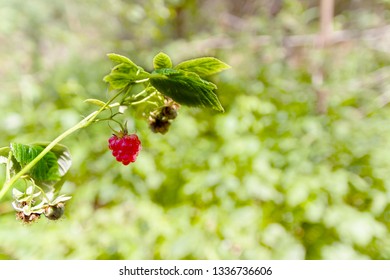 Forest raspberry hangs on a twig against the background of the forest