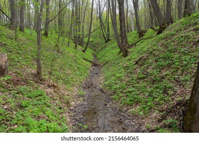 Forest ravine with a small stream. Spring natural landscape.