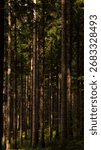 Forest in the rays of light