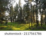 Forest in the rays of the setting sun.
