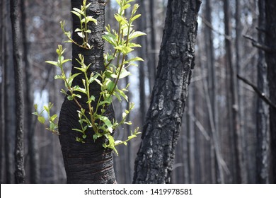 A Forest Recovering After Fire