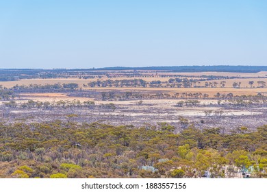 Forest Recovering From Bushfire In Australia