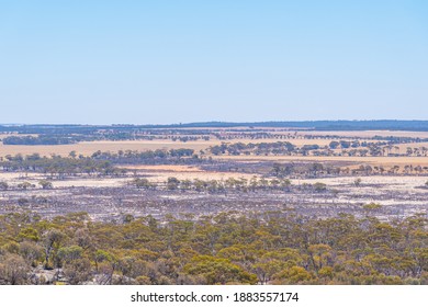 Forest Recovering From Bushfire In Australia