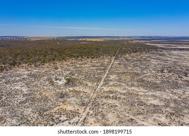 Forest Recovering From Bushfire In Australia