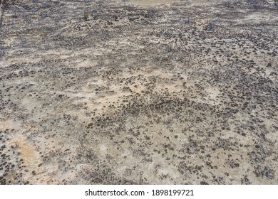 Forest Recovering From Bushfire In Australia