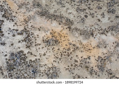 Forest Recovering From Bushfire In Australia