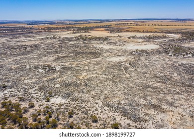 Forest Recovering From Bushfire In Australia