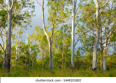 Forest Red Gums E. Tereticornis On A 