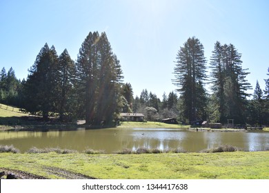 Forest redwoods and lake view