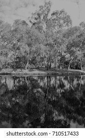 forest reflected in black and white