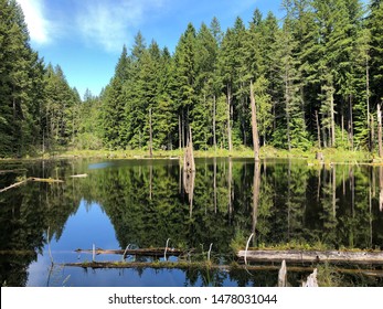 Forest Reflecting Of The Lake. Redmond Watershed Preserve