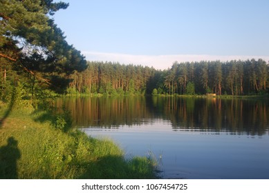 forest of the reflection of the lake