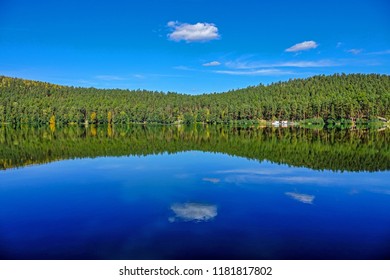 forest reflection in the lake