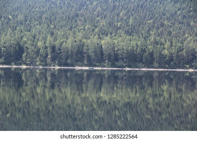 forest reflection in lake