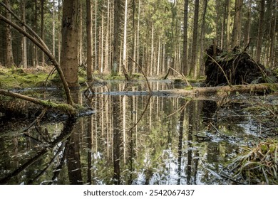 forest reflection in puddle at low angle - Powered by Shutterstock