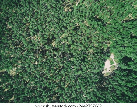 forest remote sensing from drone. Tree health assessment.