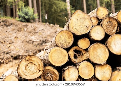 Forest resource pine logs stacked timber extraction industry concept