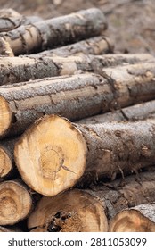Forest resource pine logs stacked timber extraction industry concept