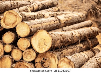 Forest resource pine logs stacked timber extraction industry concept