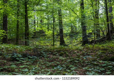 Forest In Risnjak National Park