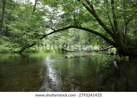 Forest river with arching tree branches and fallen logs in natural woodland
