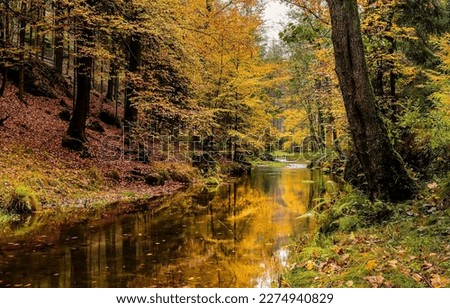 Forest river in autumn landscape. Autumn forest river. Forest river in autumn. Autumn river in autumnal forest