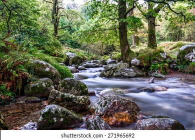 Forest River In Glendalough Ireland 