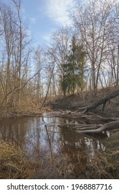 Forest River In A Mixed Forest In Early Spring. Dark Water Of A Peat Forest River.