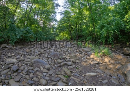 Forest river with a rocky bottom in spring, fish-eye lens image