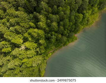 A forest with a river running through it. The trees are green and the water is blue
