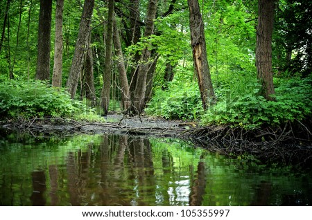 forest river scene