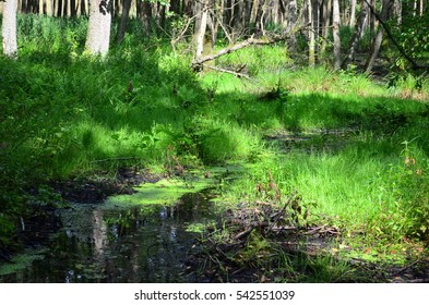 in the forest of the river source