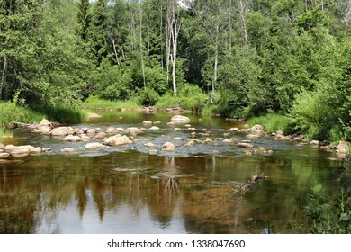 Forest river in summer