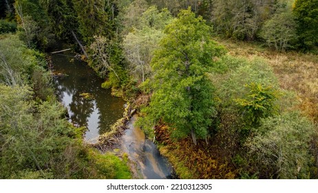 Forest And River At Sunset In Autumn. Aerial View Of Wildlife In Latvia, Europe