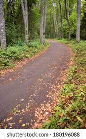 Forest road