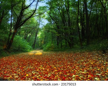    forest road