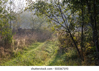 Forest road.
