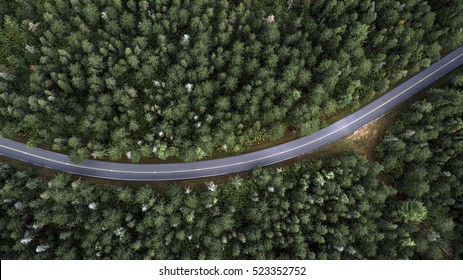 Forest Road 