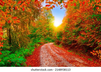 Forest Road In Autumn. Autumn Landscape In Nature. Pathway In The Forest, Which Is Beautiful With Autumn Colors. Forest Landscape Covered With Colorful Trees. Colorful Nature Landscape. Uludag, Turkey